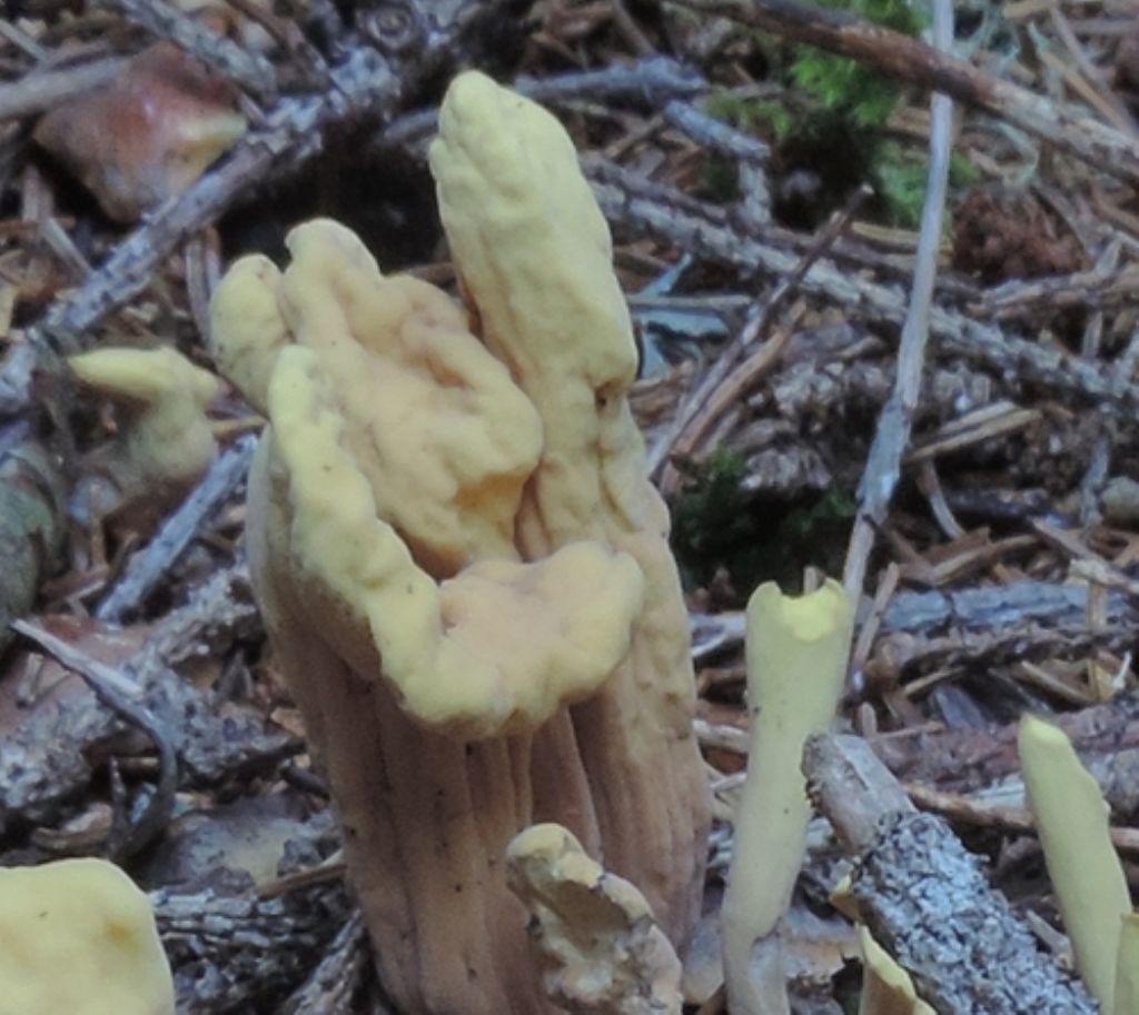 Piccolissimo giallo-verde